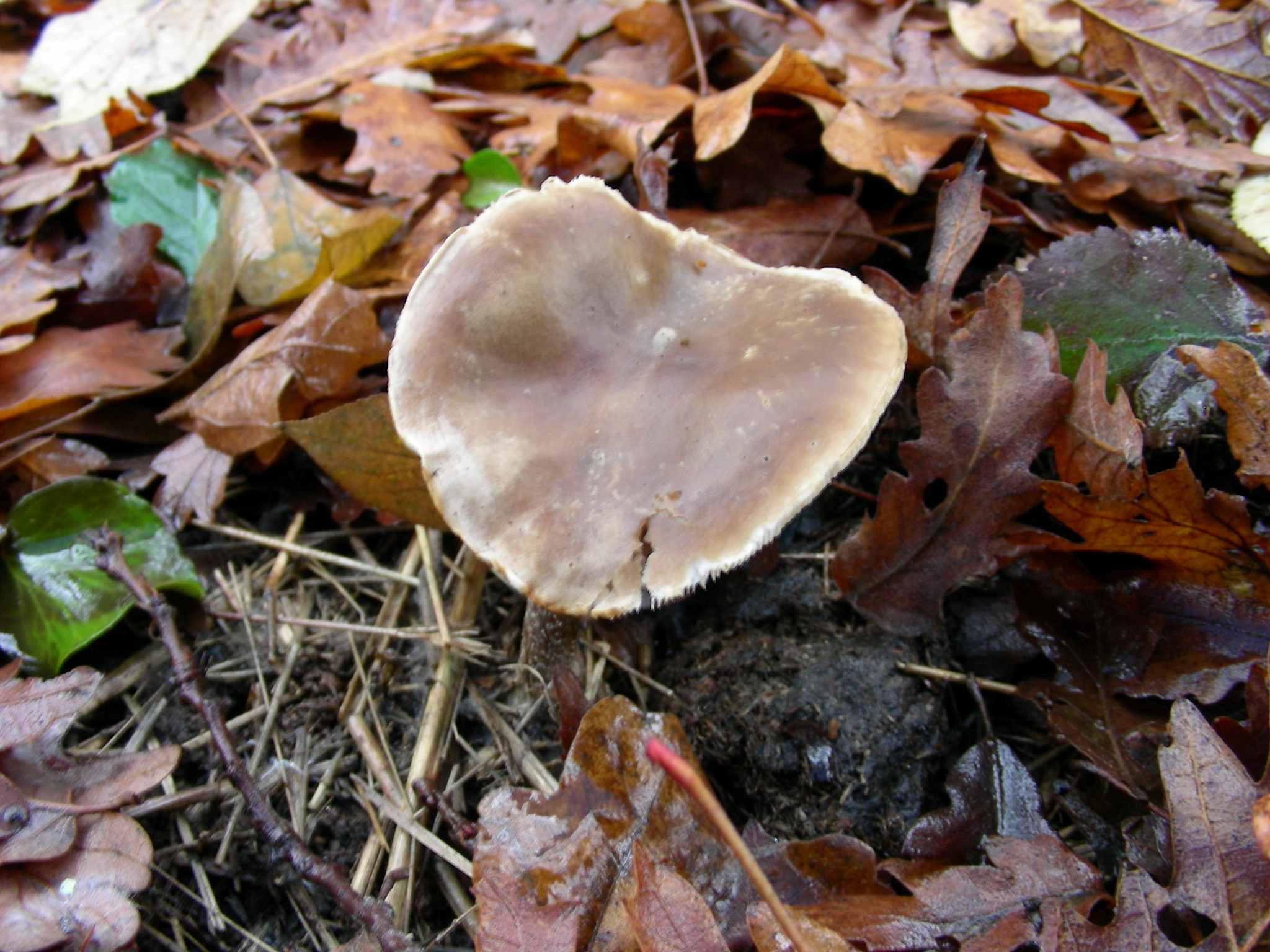 1894 Gennaio vecchio ritrovamento